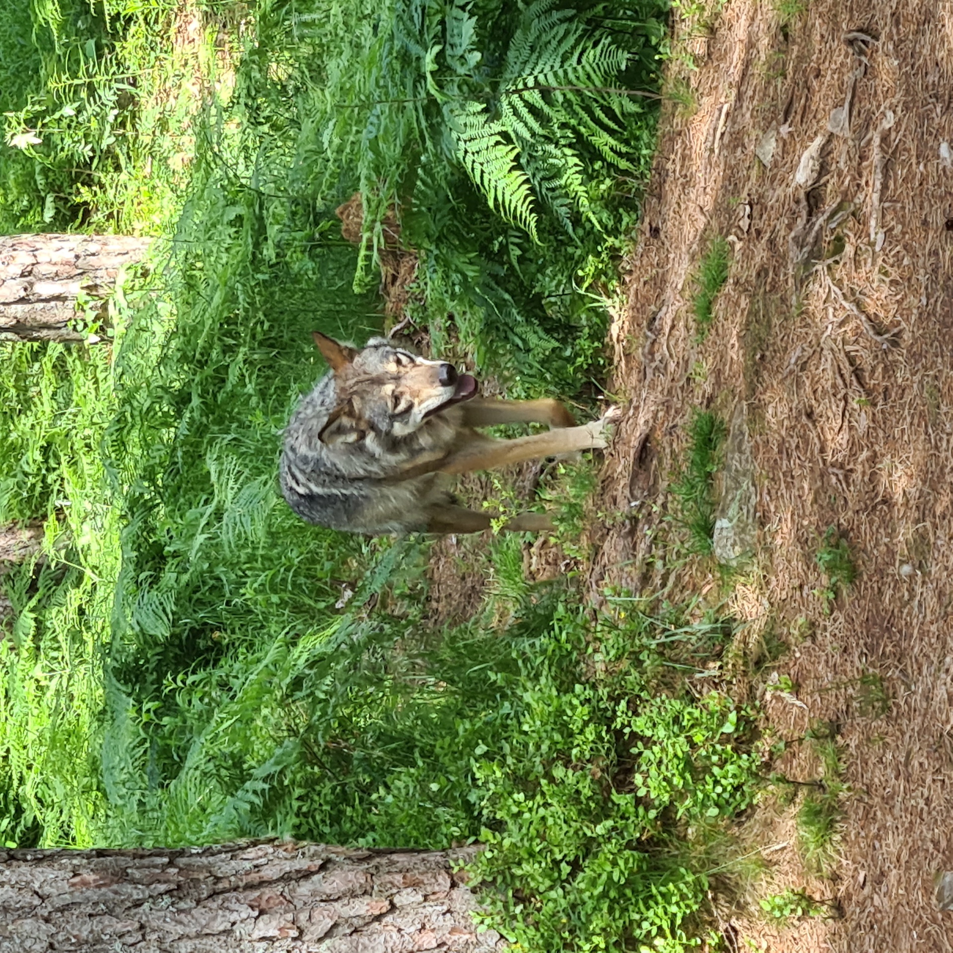 Veterantur til Kristiansand Dyrepark